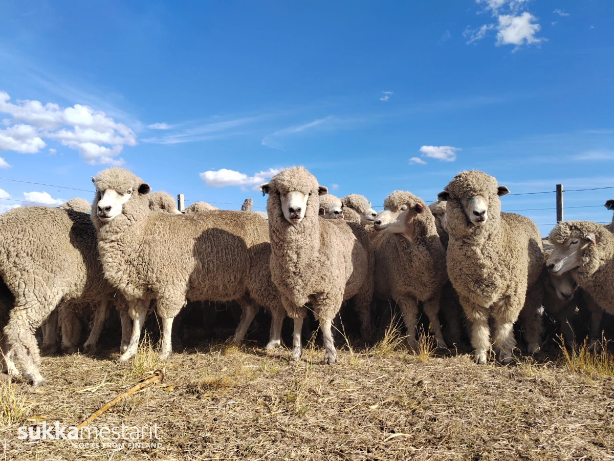 Merinosocke.de Hintergrund