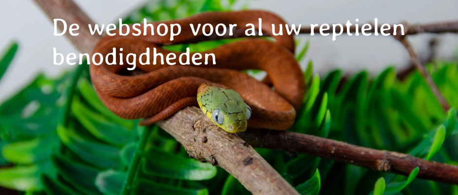 Reptiles Twente Webshops achtergrond
