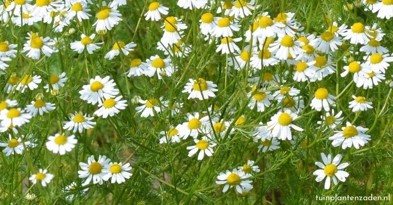 Tuinplantenzaden.nl heldenafbeelding