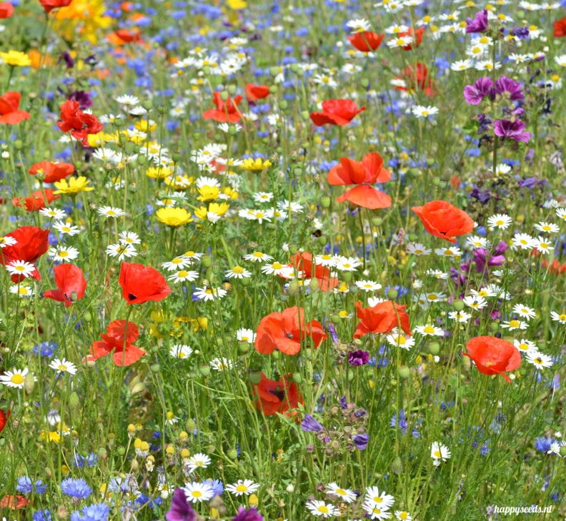 Happy Seeds heldenafbeelding