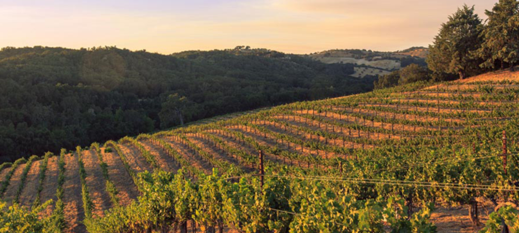 The Dukes of Wines achtergrond