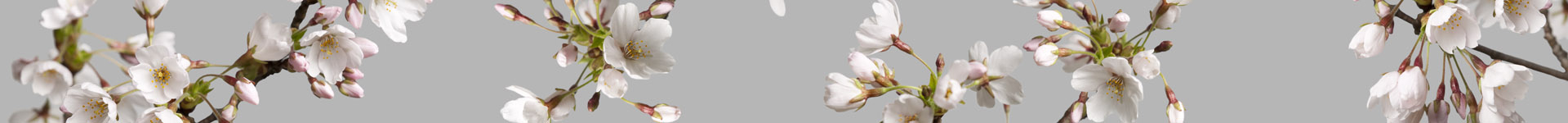 SoWhat-designs achtergrond