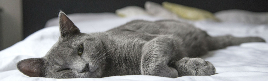 Pet Pillows achtergrond