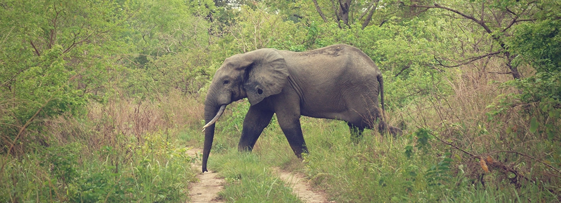 Veldshops achtergrond