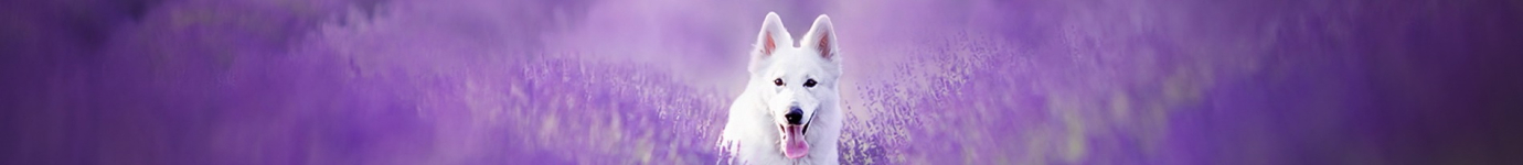 Het Wolfje , jouw bewuste dierenwinkel onlines achtergrond