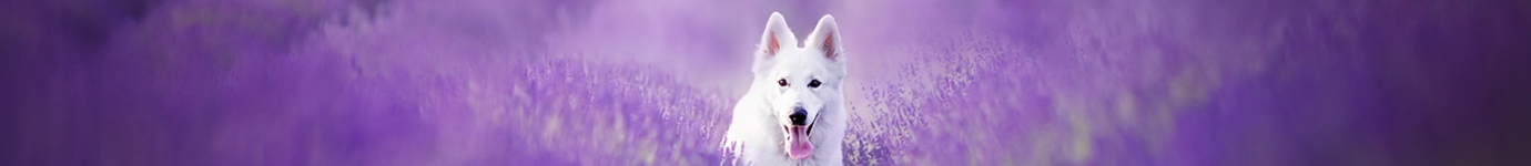 Het Wolfje , dé ecovriendelijke hondenspeciaalzaaks achtergrond
