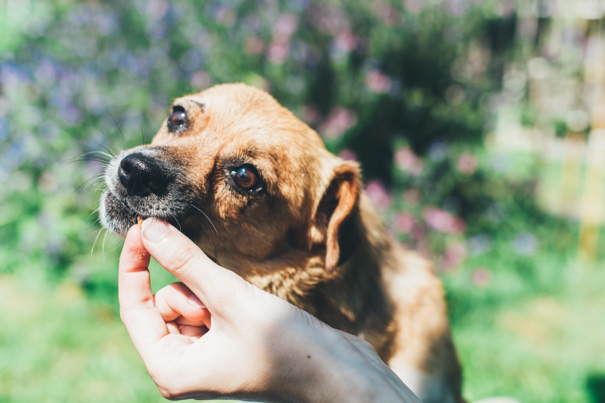 VegaVriends achtergrond