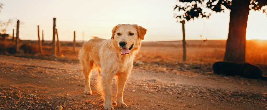 PetSuperXLs achtergrond