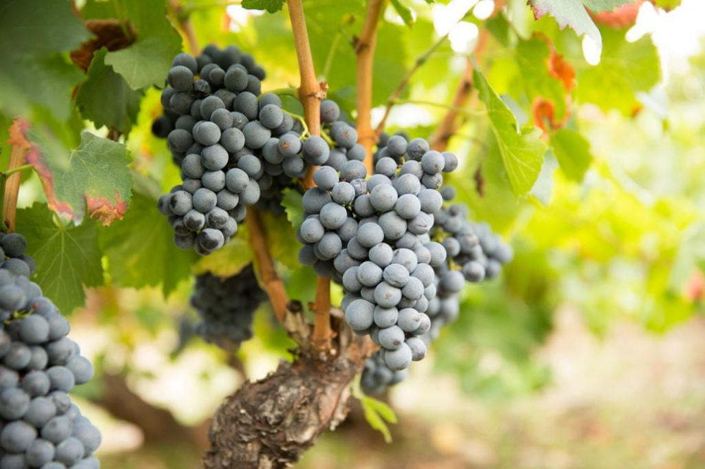 aProbars achtergrond