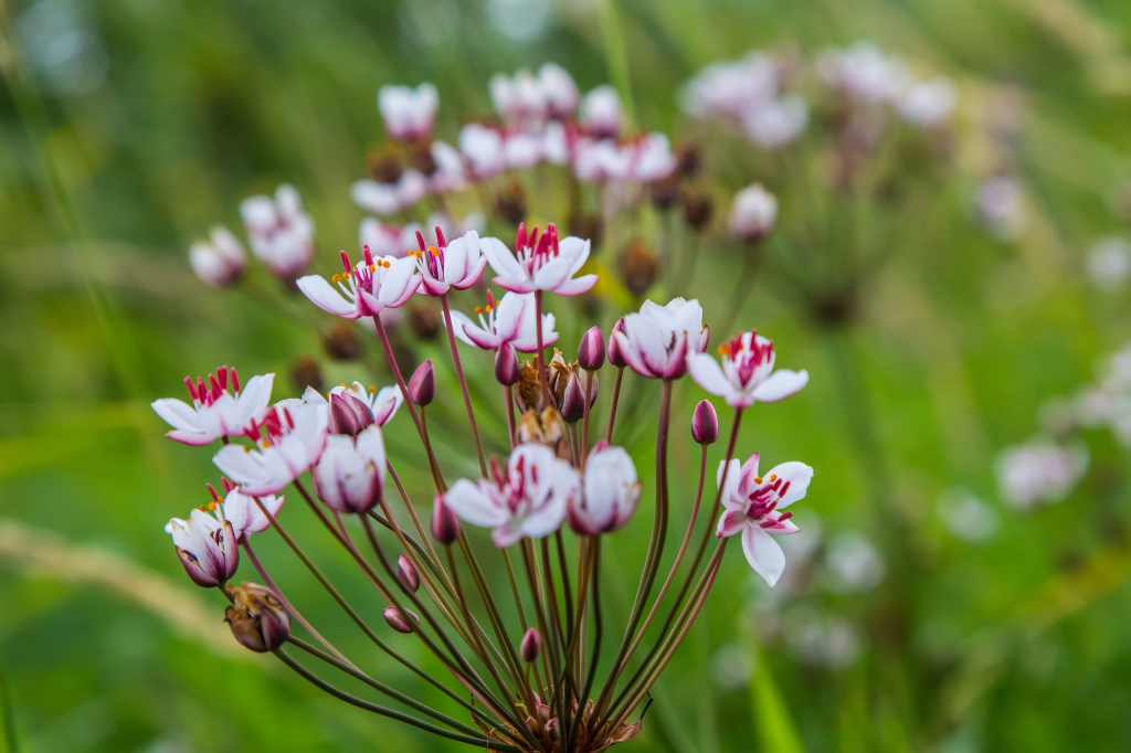 Biovijvers achtergrond