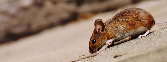 Pestor arrière plan