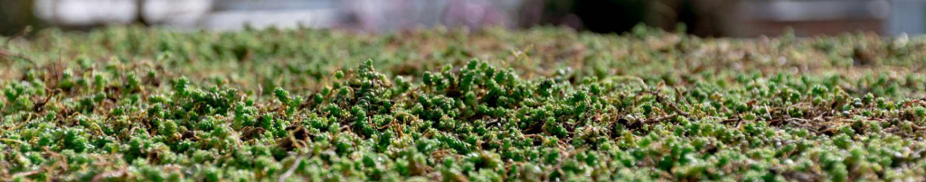 ekogardens achtergrond