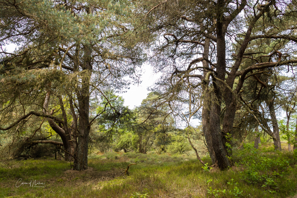 Colorsofnature.nl/productens achtergrond