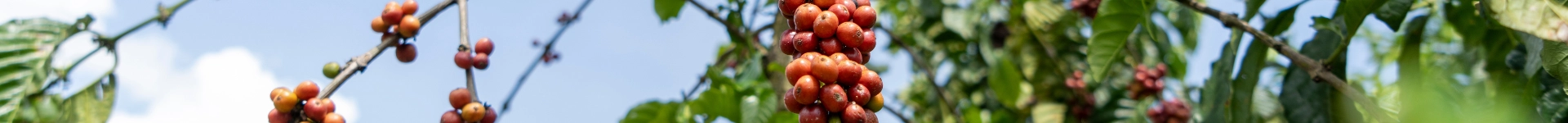 Wonderbeanss achtergrond