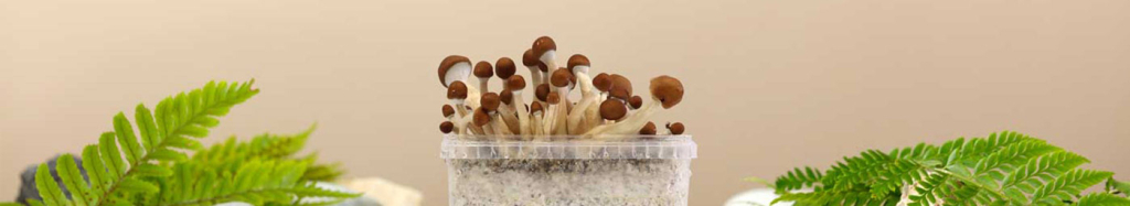 Paddo.shops achtergrond