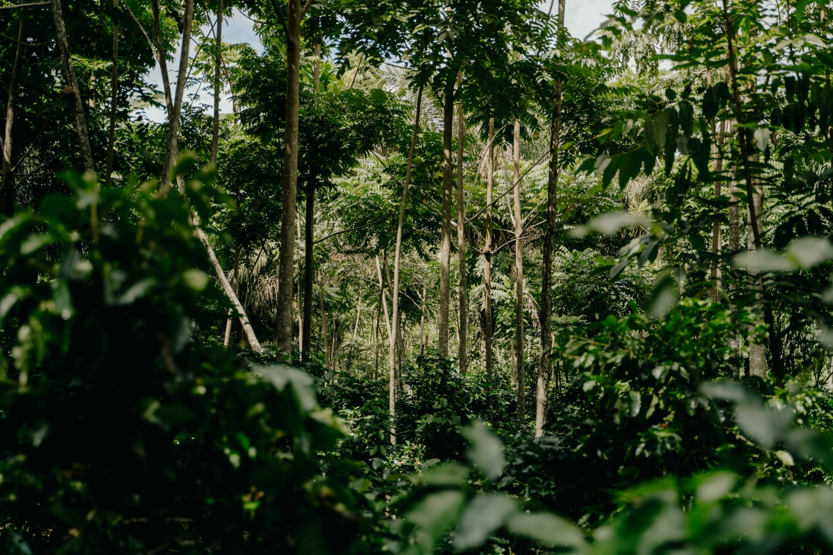 Brute Bonens achtergrond