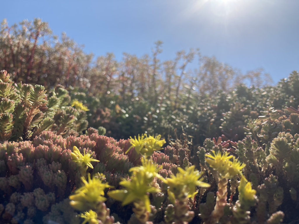 Sedumopjedak.nls achtergrond