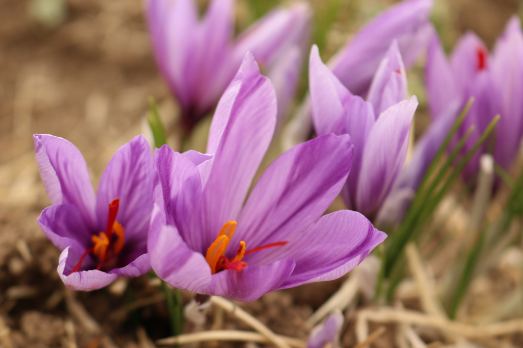 Saffraan.nls achtergrond