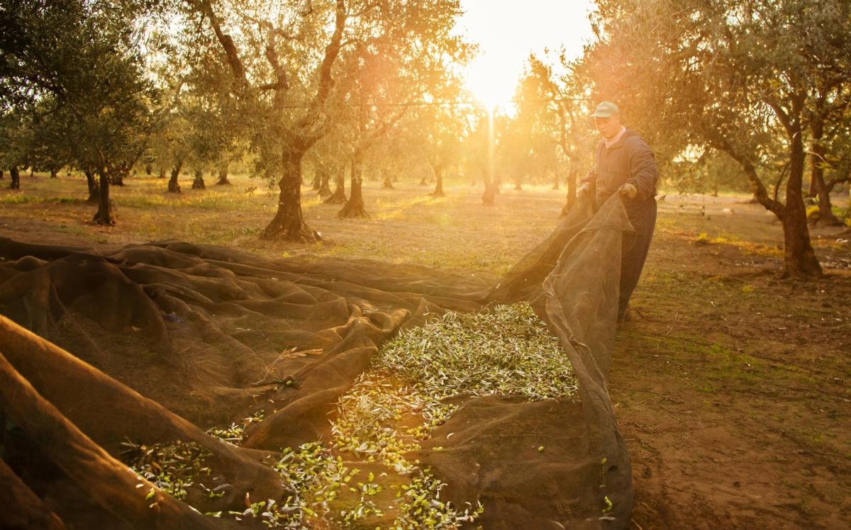 Olicious - Italiaanse Olijfolies achtergrond