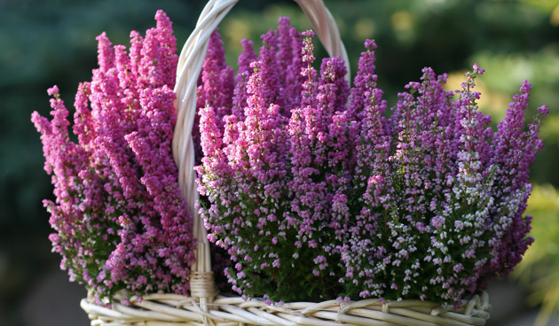 Lavendelplantje.nls achtergrond