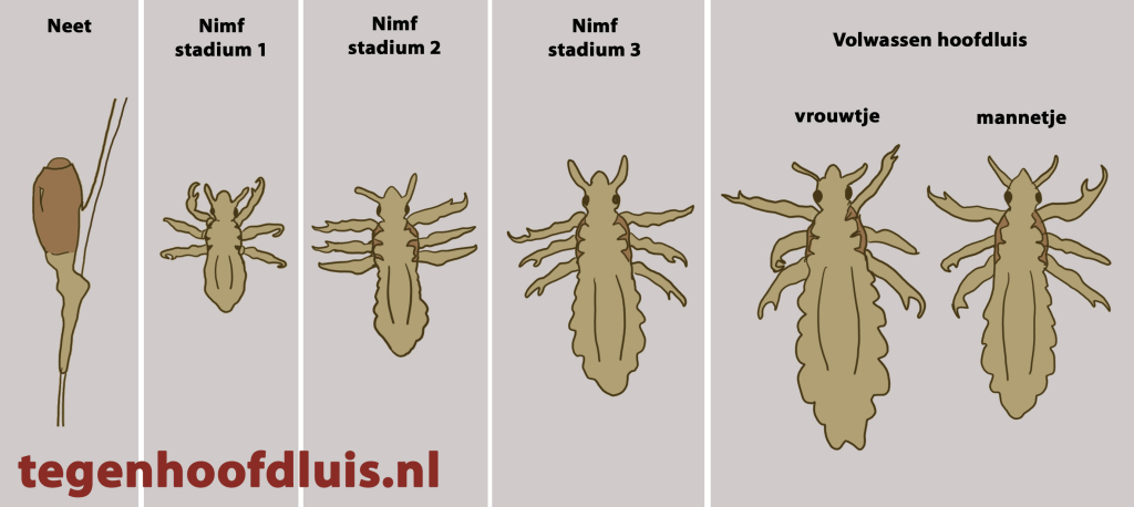 Tegenhoofdluis.nl Hintergrund