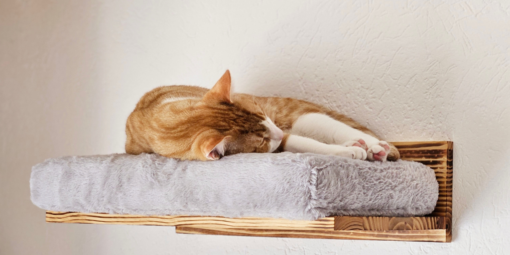 Pawkours achtergrond