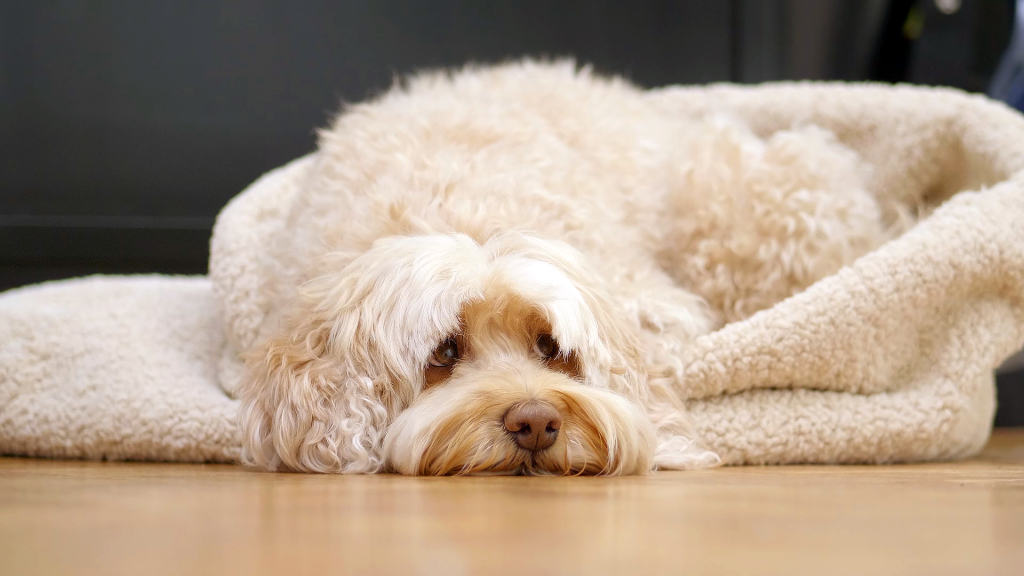 By Salus achtergrond