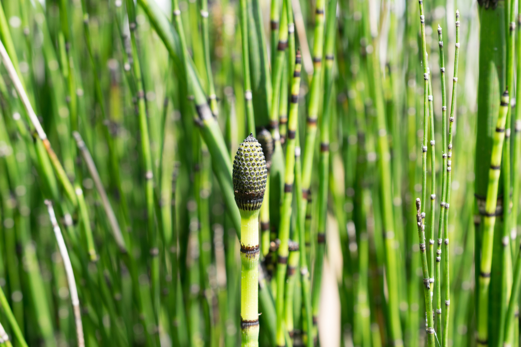 Vijverkenners achtergrond
