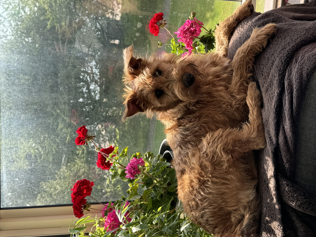 Dierenshop4Us achtergrond