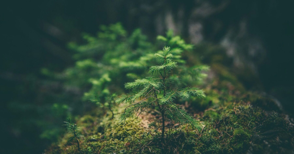 RustigVoorbereid.nls achtergrond