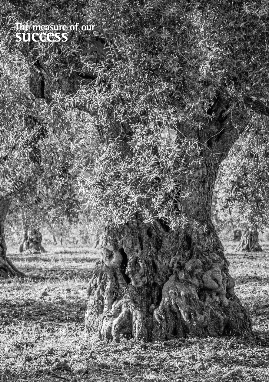 Olijfolie Markts achtergrond