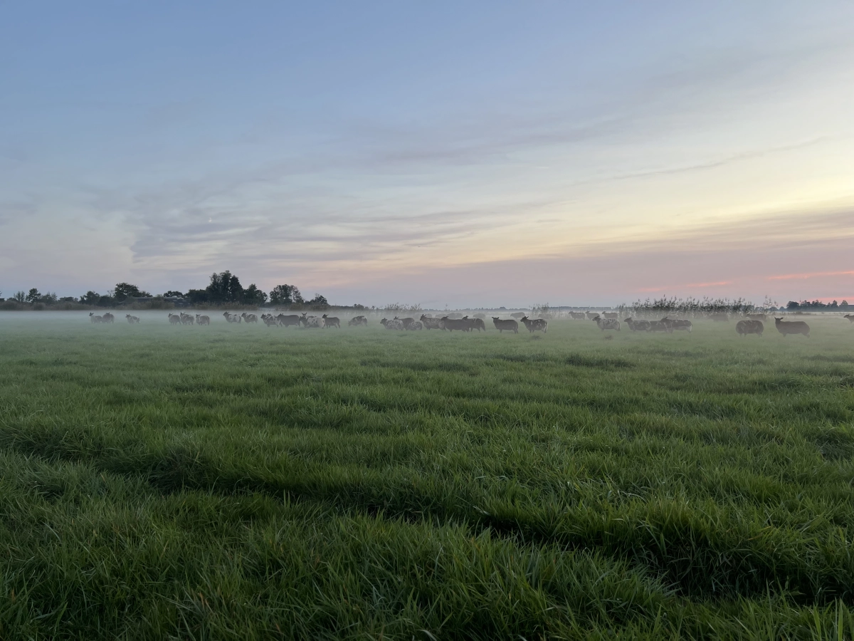 Boerderij het Veldhuiss achtergrond