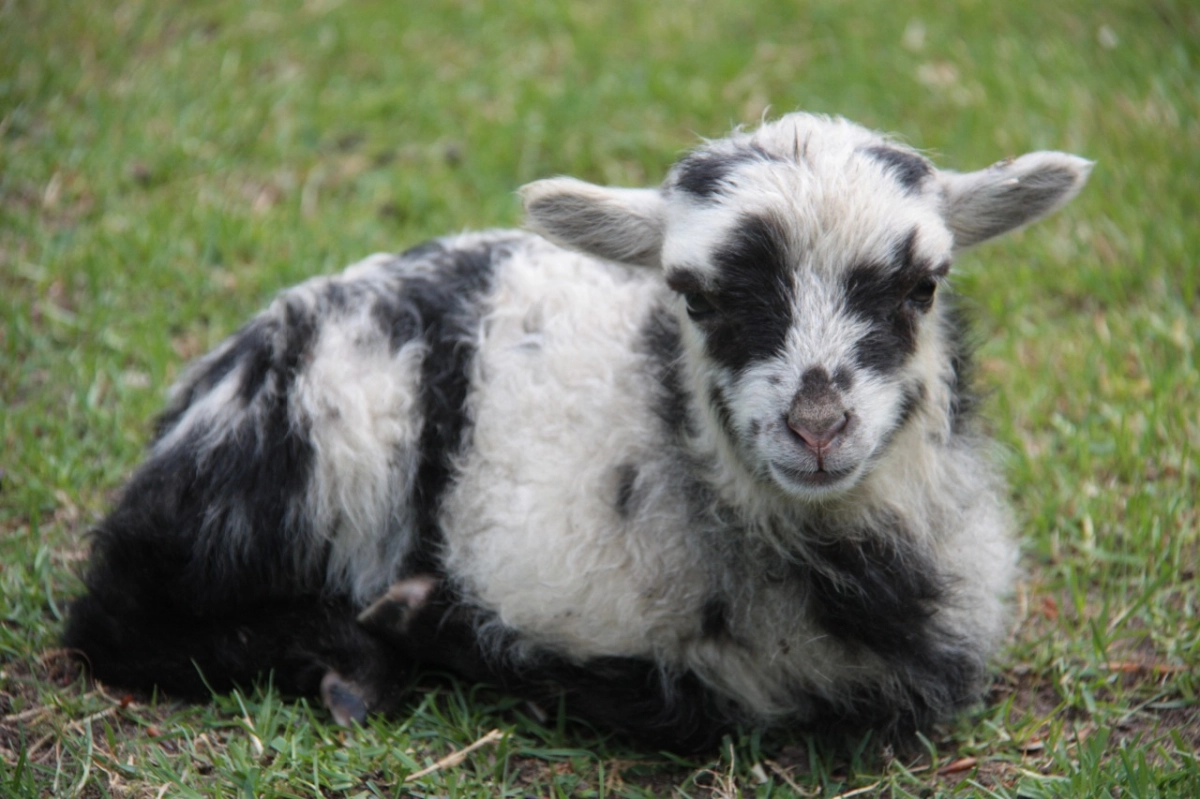 Stoer bij de Boers achtergrond