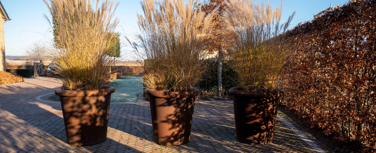 Plantenbakken & Zos achtergrond