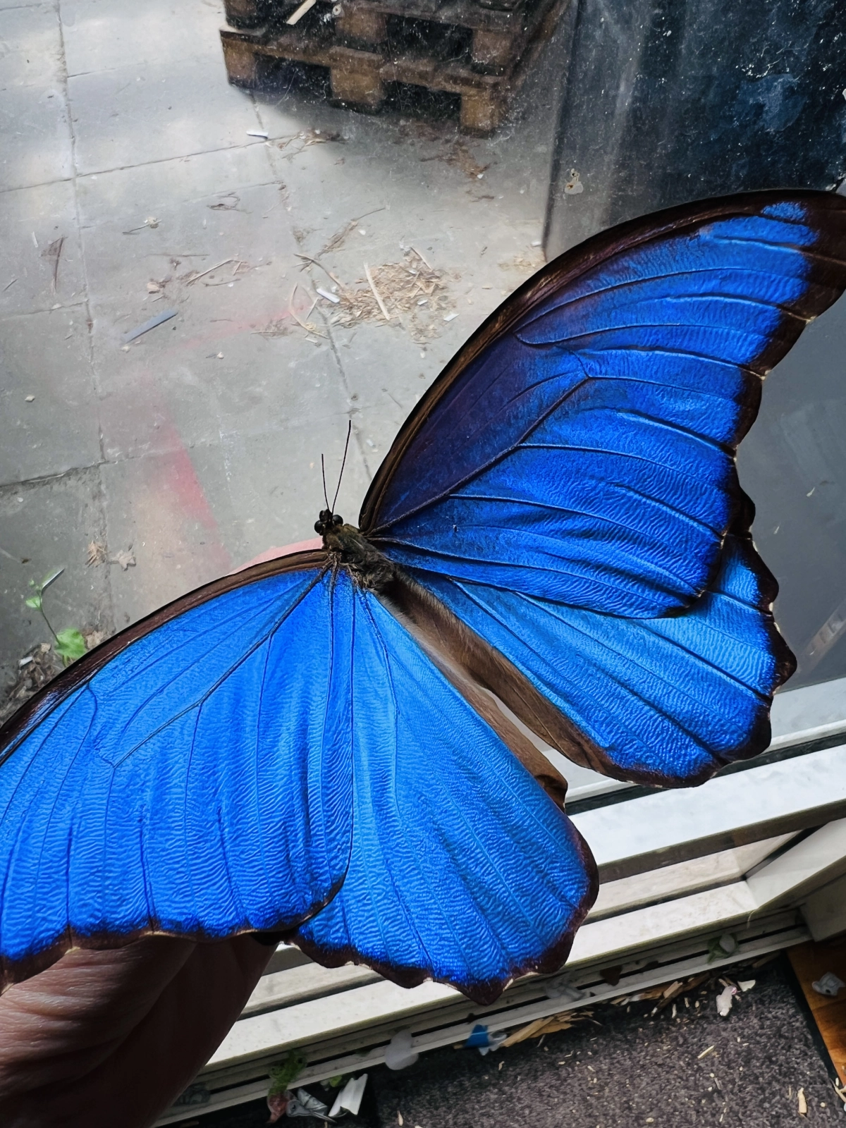 Key Lime Stores sfondo