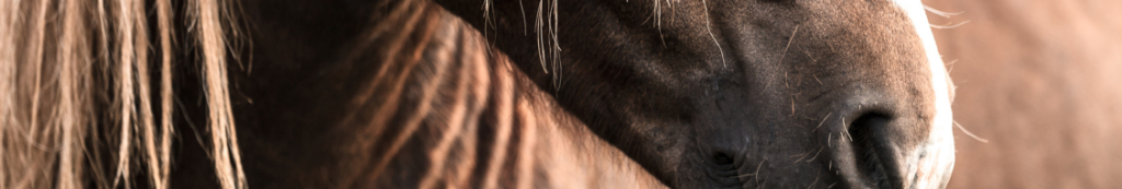 PUUR voor je Paards achtergrond