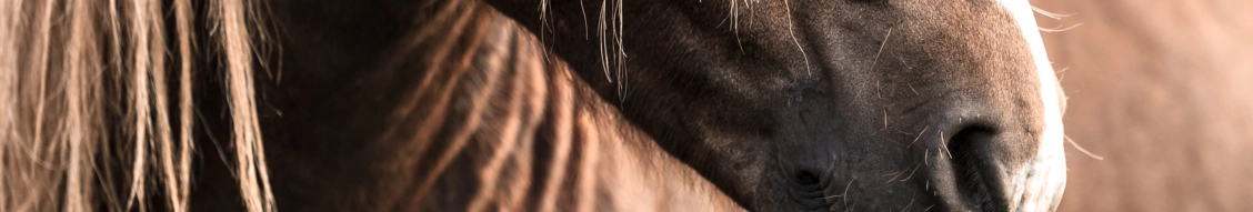 PUUR voor je Paards achtergrond