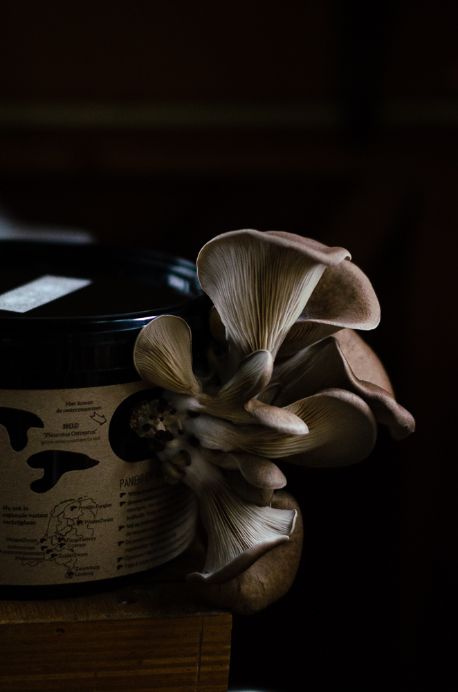 Fryslan Fungiess achtergrond