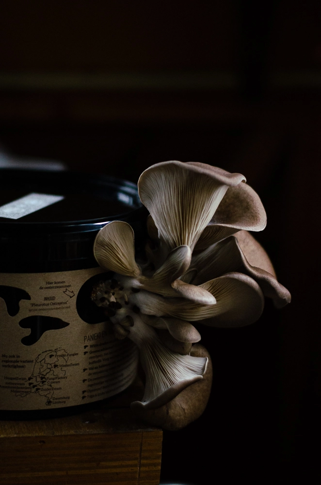 Fryslan Fungies Hintergrund