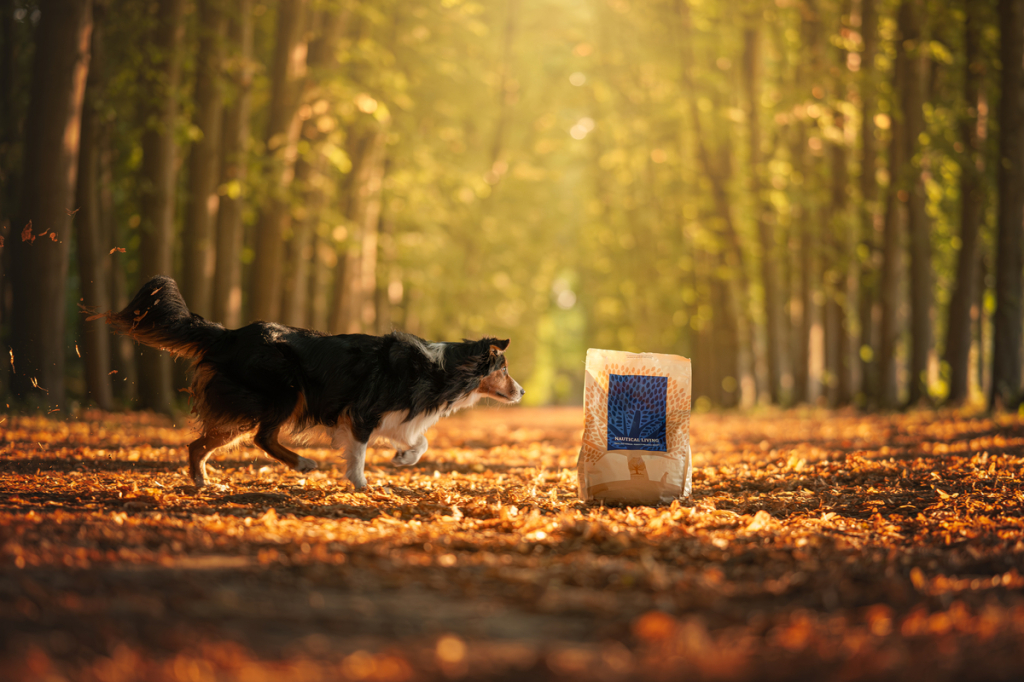 Essential Foods Nederlands achtergrond