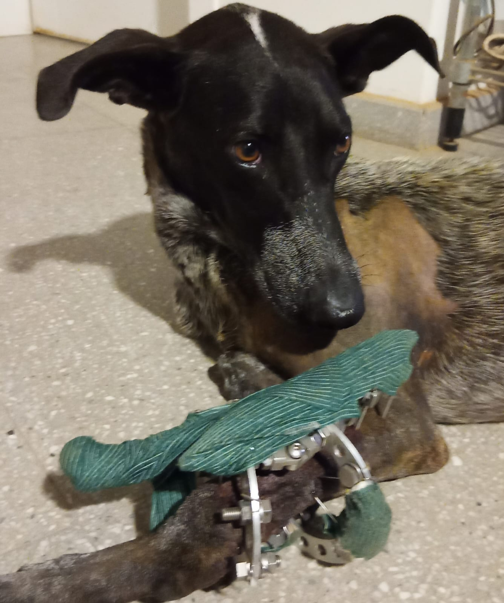 Stichting Dogateers Uniteds achtergrond