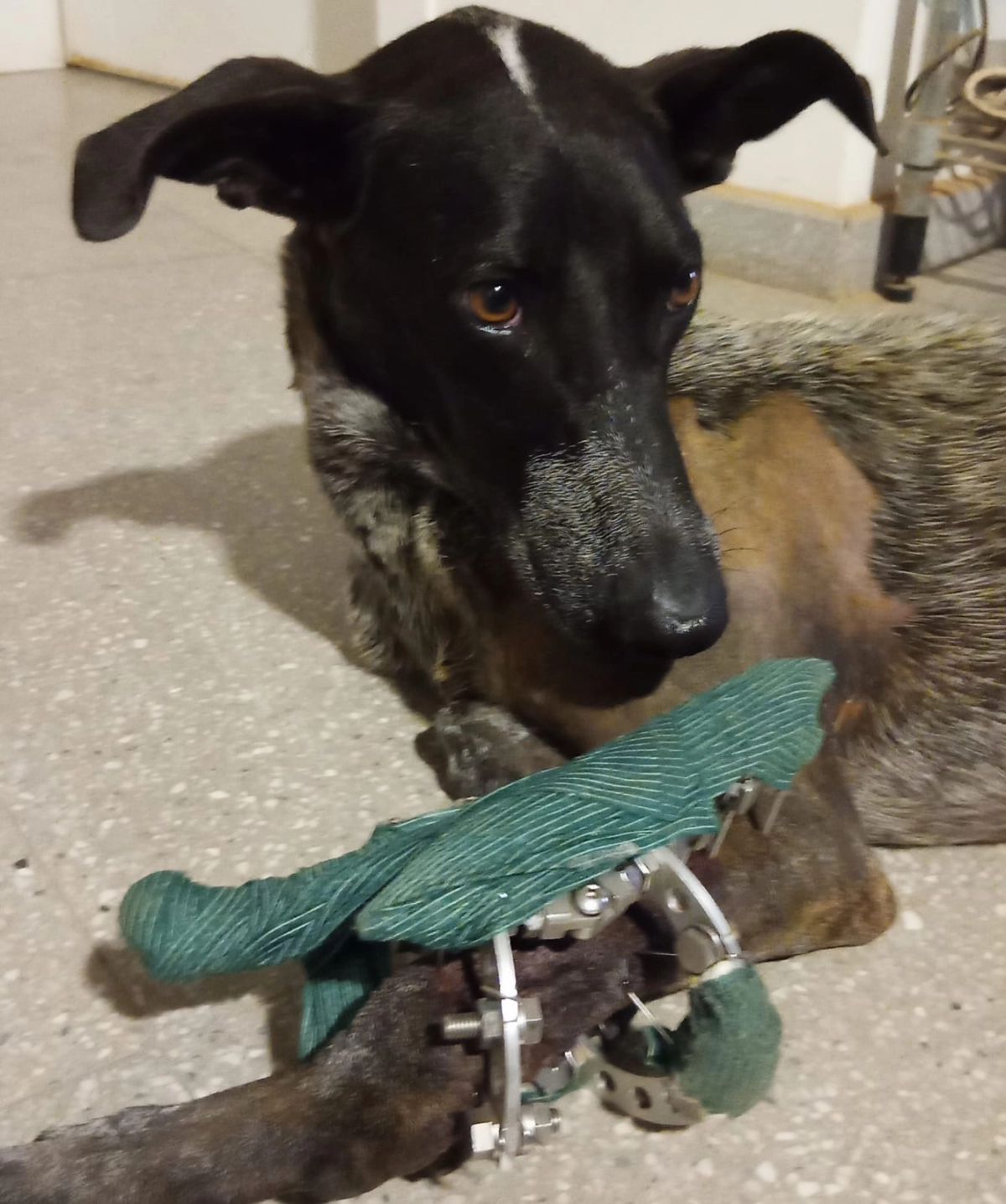 Stichting Dogateers Uniteds achtergrond