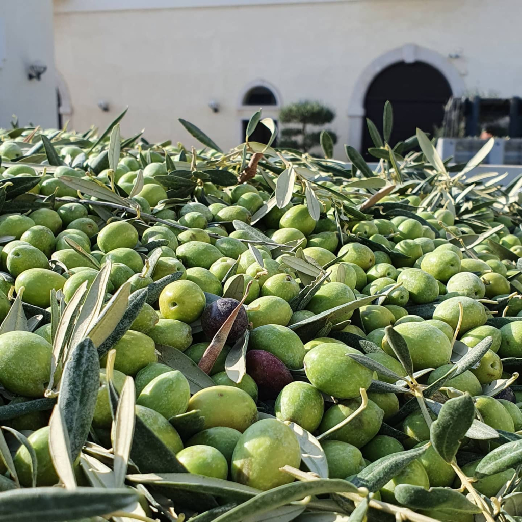 Olivenol Markt arrière plan