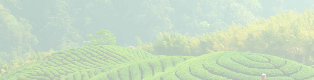 MatchaParadijss achtergrond