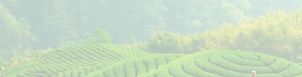 MatchaParadijss achtergrond