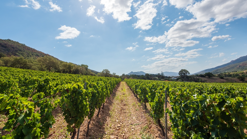 Camino del Vinos achtergrond