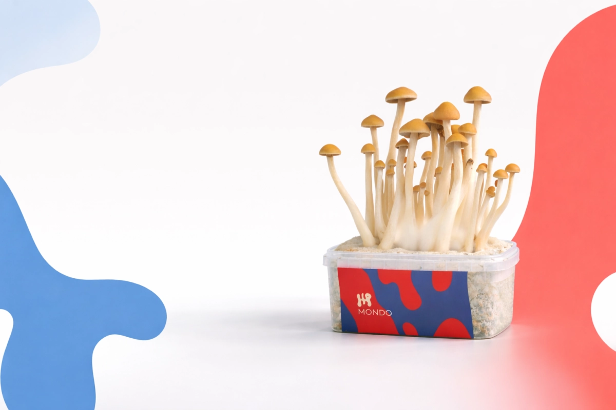 Mondo Growkitss achtergrond