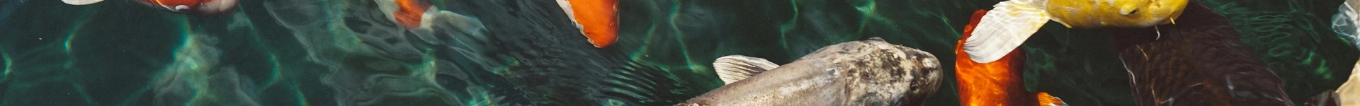 Vijvercentrum.nls achtergrond