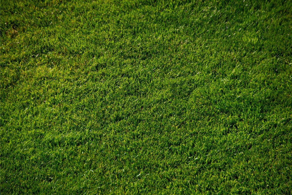 Graszoden Experts achtergrond