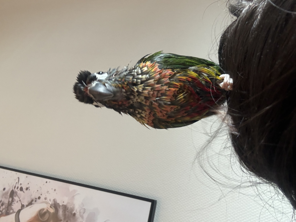 Simone's TEST vogelparadijss achtergrond